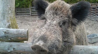 Goniły go dziki, uciekł na drzewo