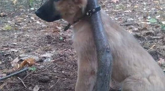 Kobieta odpowie za znęcanie się nad psem