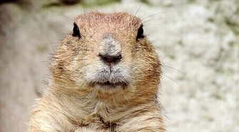 Koniec z łańcuchami