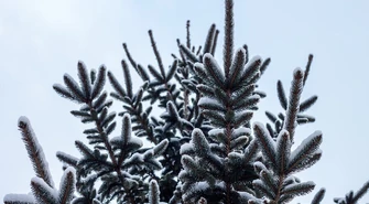 Święta w regionie nie będą białe