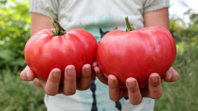 Pomidory znane od lat