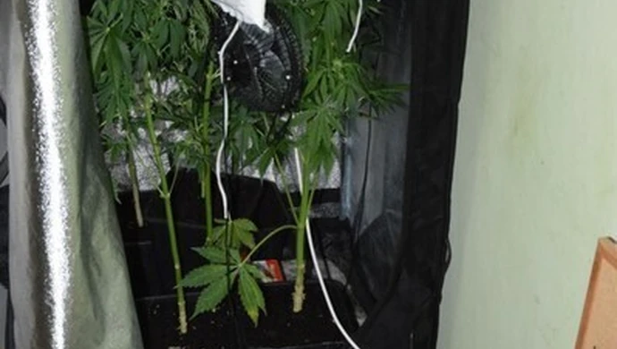Domowa plantacja marihuany na bełchatowskim blokowisku 