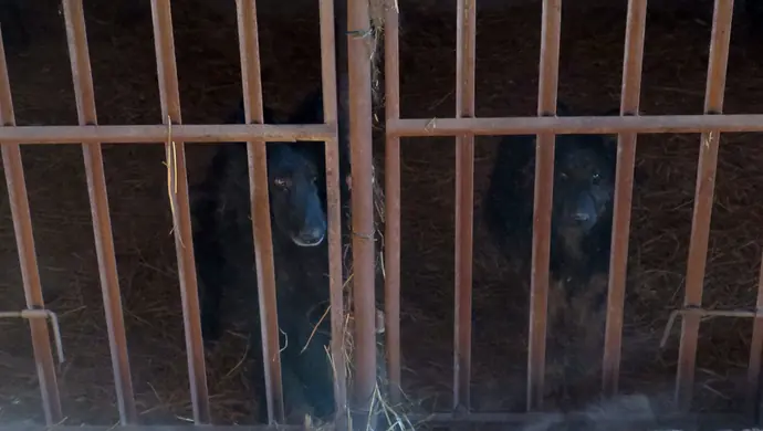 Piotrkowianin znów odpowie za znęcanie się nad zwierzętami? 