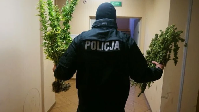 Zlikwidowali uprawę konopi indyjskich 