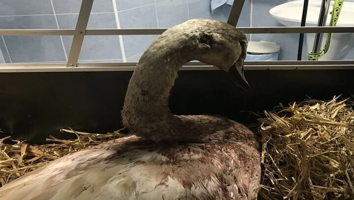 Ktoś postrzelił łabędzia na jeziorze Bugaj 