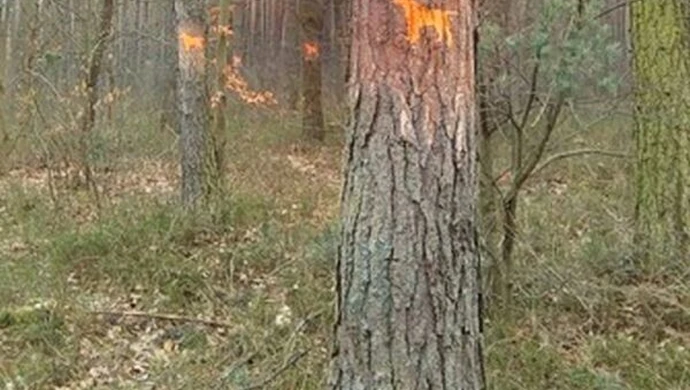 Dziwne znaki w lesie 