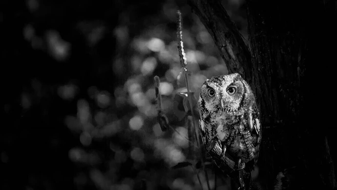 W tym roku Noc Sów także w naszym regionie