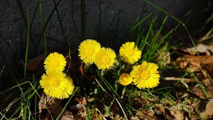 Pierwszy dzień wiosny