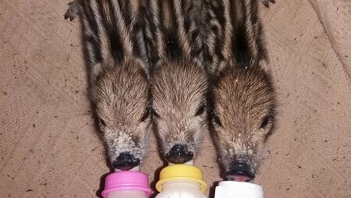 Dzieci słynnego Chrumka już piją...