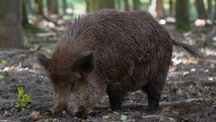 Sanitarny odstrzał dzików trwa