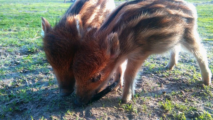 Rosną jak na drożdżach