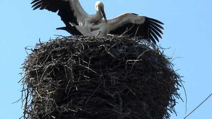 Bociany powróciły!