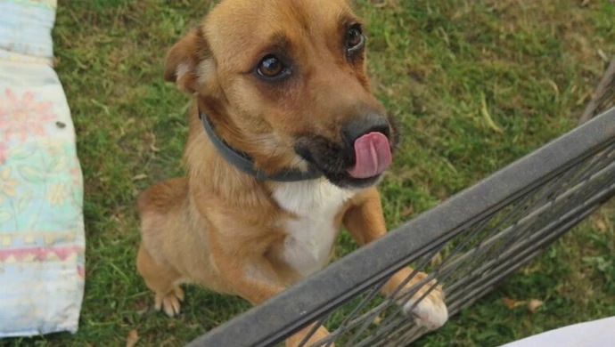 "Nie kupuj, adoptuj!"