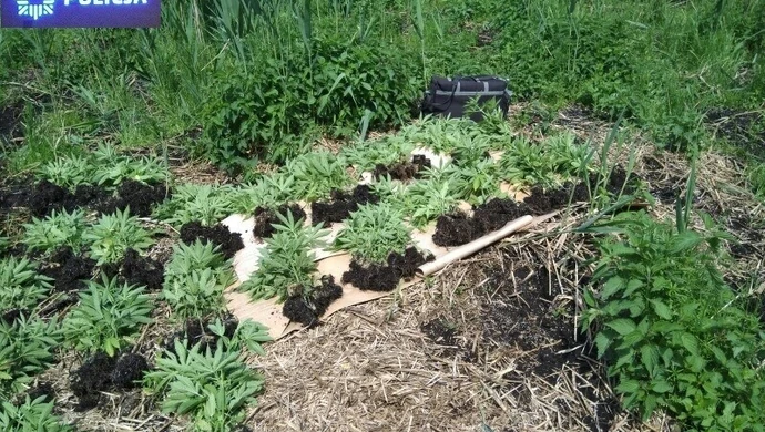 Policja zlikwidowała leśną uprawę marihuany