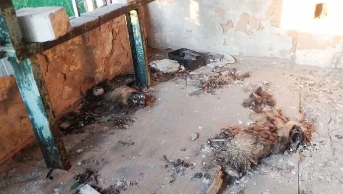 Zmasakrowane zwłoki psa w opuszczonym budynku