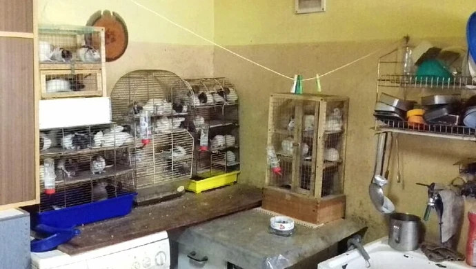 Ogromna kolonia szczurów w kawalerce w Piotrkowie 