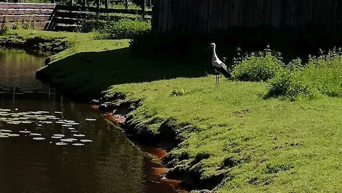 Porażony prądem bocian z Poświętnego trafił do Osady w Kole