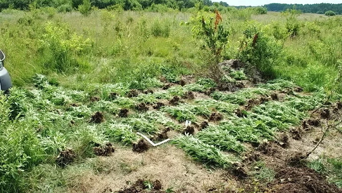 Plantacja konopi ukryta w lesie 