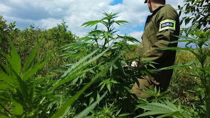 Ścięli ponad 430 krzaków konopi 