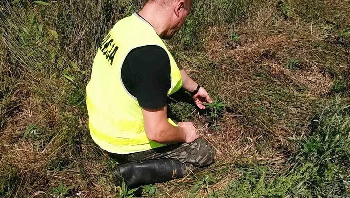 Policja zlikwidowała uprawę marihuany w gminach Rozprza i Gorzkowice 