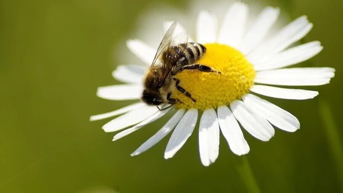 Tomaszów Mazowiecki zadba o pszczoły