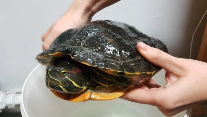 Nietypowy połów w Tomaszowie Mazowieckim