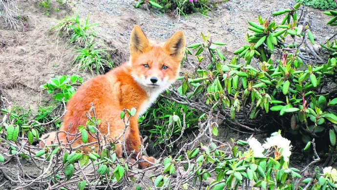 Skąd się wzięły lisy przy Kostromskiej?