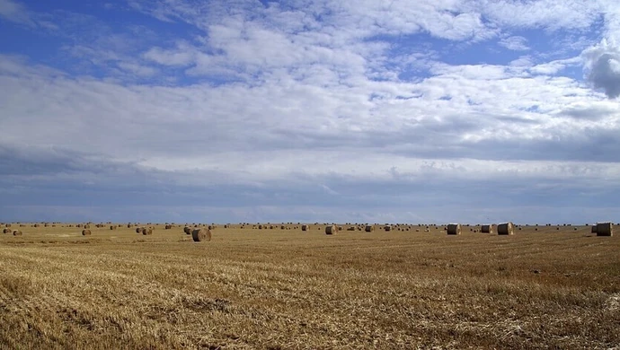 Skosili zboże z cudzego pola i zniknęli