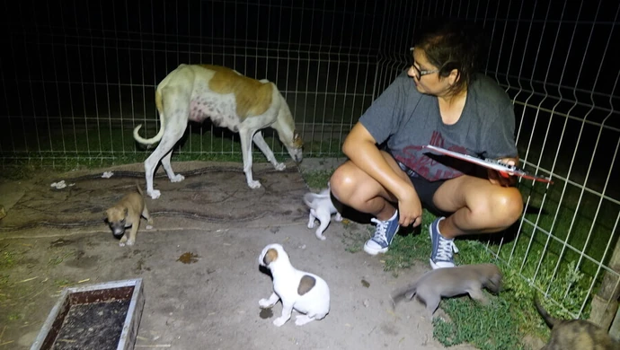 Rodzina chartów uratowana 