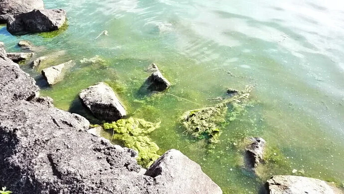 Sinice niebezpieczne? 