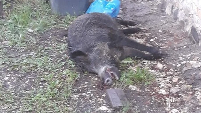 Padł dzik, weterynarz musi sprawdzić czy to nie ASF