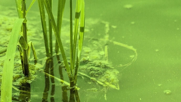 Nie wchodź do wody, w której są sinice 