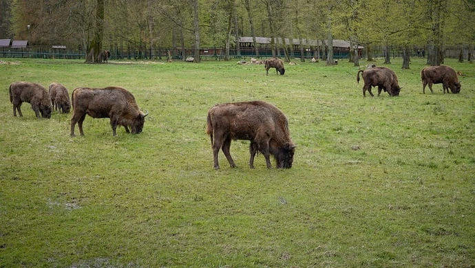 Hodowla żubrów w Smardzewicach zostanie zlikwidowana?