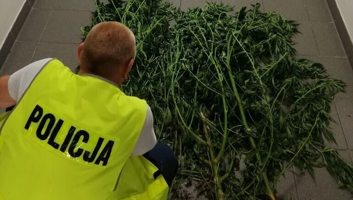 Uprawa marihuany przy stawach w gminie Grabica 