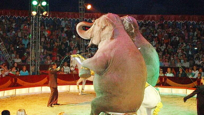 Czy Piotrków powinien sprzeciwić się wykorzystywaniu zwierząt w cyrkach?