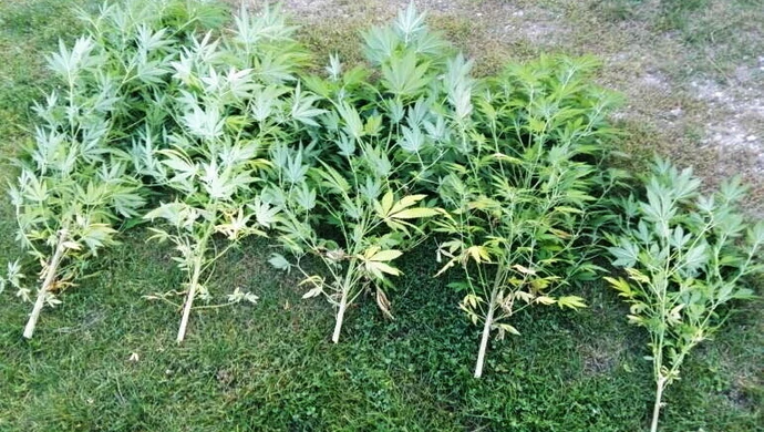 Uprawiał konopie za stodołą