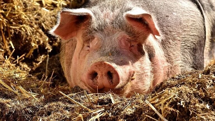 Około 50 świń utopiło się w gnojowicy