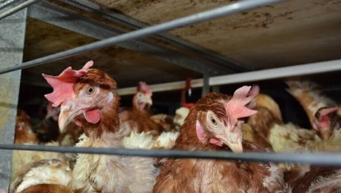 Czy to początek końca „epoki klatkowej” dla zwierząt? We wtorek akcja w Piotrkowie! 