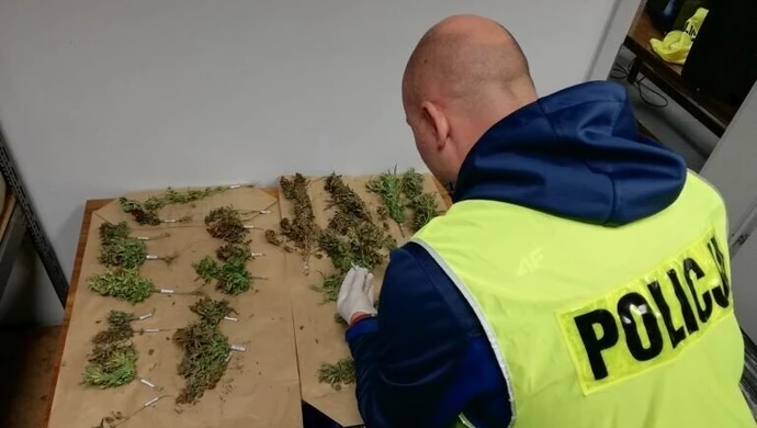 Gmina Wola Krzysztoporska: Plantacja marihuany w polu kukurydzy 