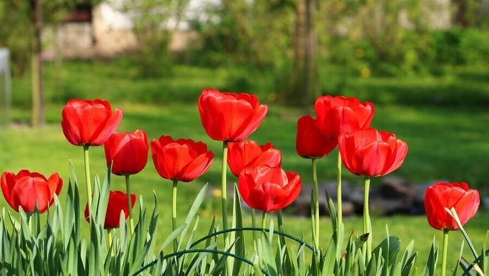 Jakie kwiaty cebulowe sadzimy jesienią?