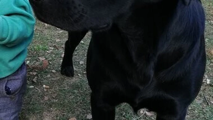 Zaginął pies. Czy ktoś go widział?