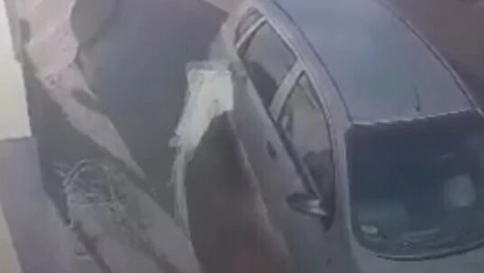 Łoś zdemolował dom w Wolborzu 