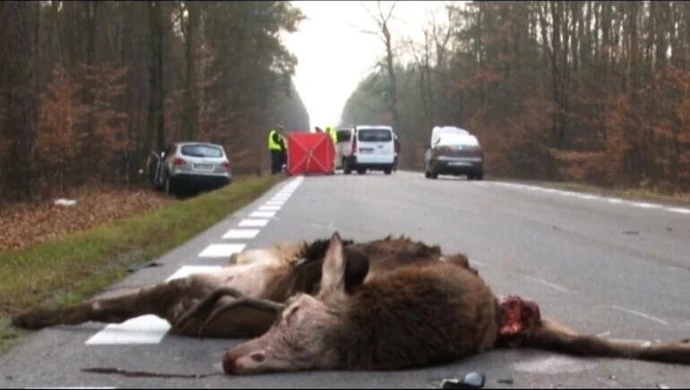 Śmiertelne zderzenie z jeleniem