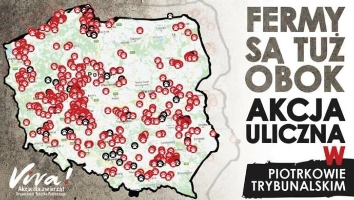 Fermy są tuż obok! Kolejna akcja Vivy w Piotrkowie Trybunalskim 