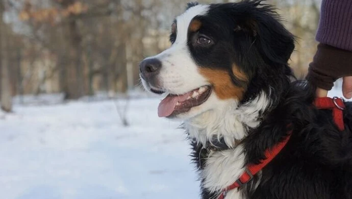 Właściciele psów apelują: Nie wyrzucajcie jedzenia z okien!