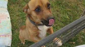 Przykre skutki Sylwestra. Psy czekają na właścicieli w schronisku