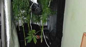 Domowa plantacja marihuany na bełchatowskim blokowisku 