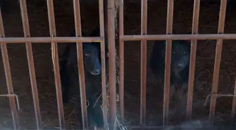 Piotrkowianin znów odpowie za znęcanie się nad zwierzętami? 