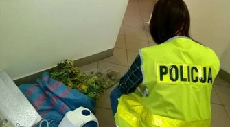 Mini plantacja marihuany na strychu 