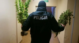 Zlikwidowali uprawę konopi indyjskich 